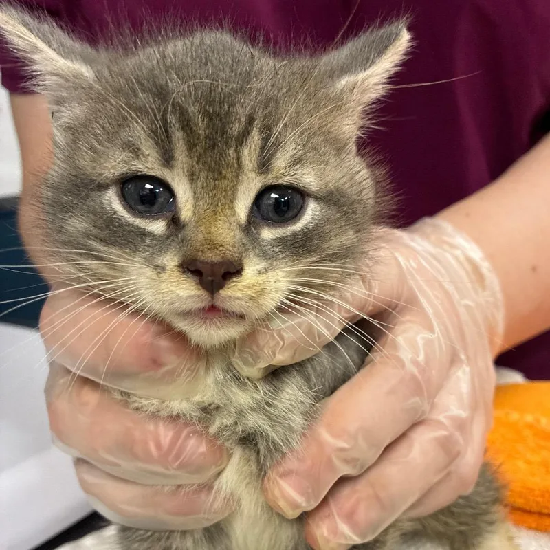 A baby small-sized male Gray / Blue / Silver Domestic Short Hair cat named Big Dipper for adoption in Newark, NJ