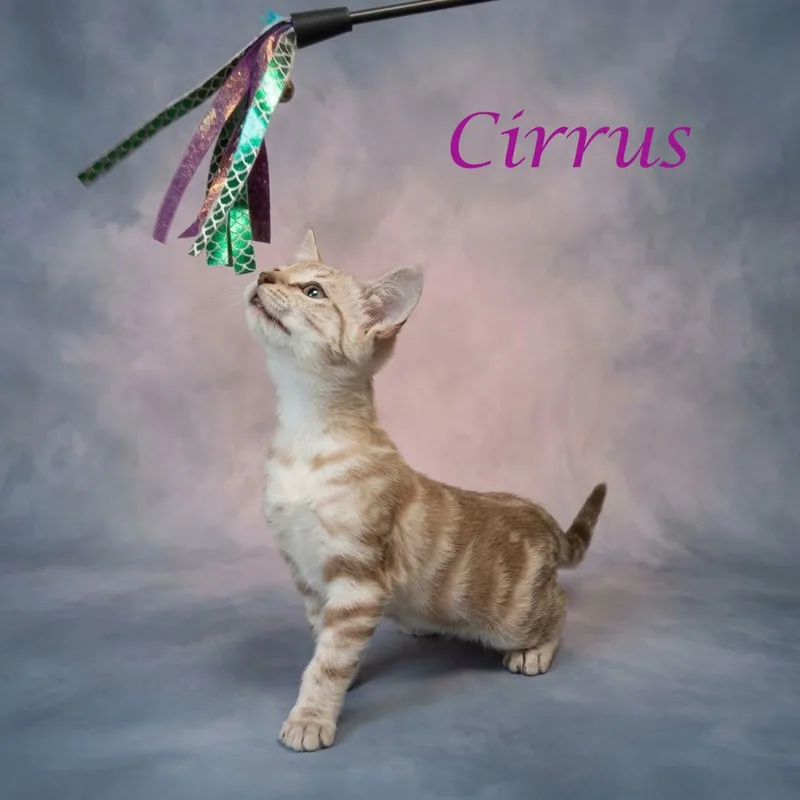 A baby small-sized female White Domestic Short Hair cat named Cirrus C for adoption in Lebanon, TN