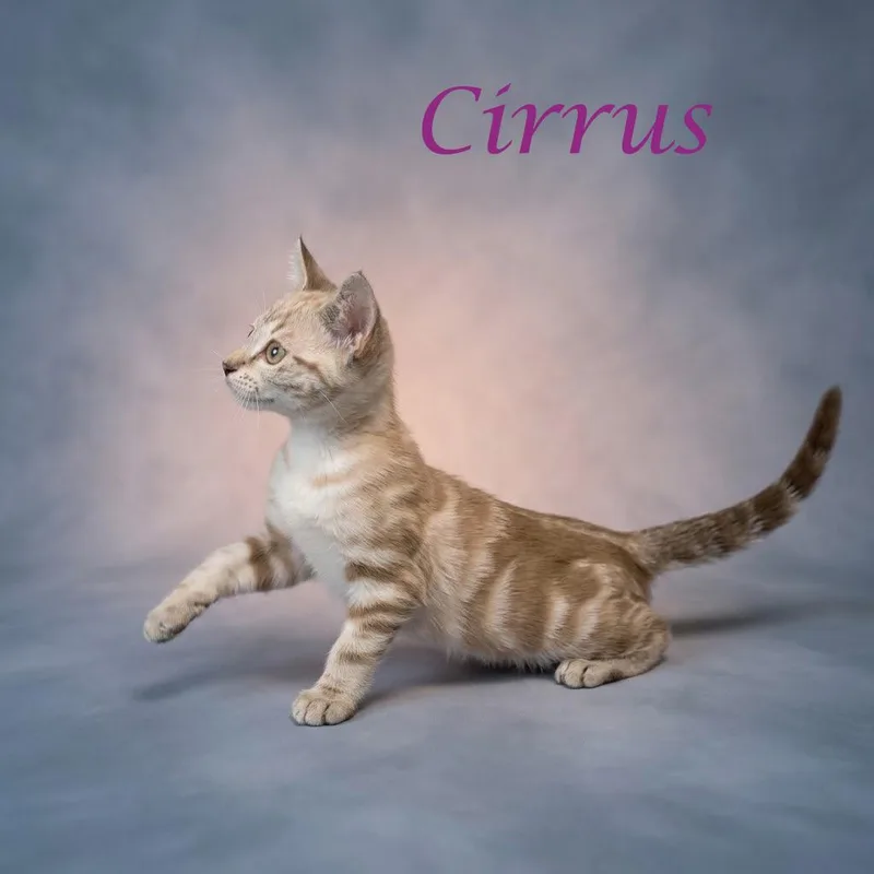 Cirrus C thumbnail 2