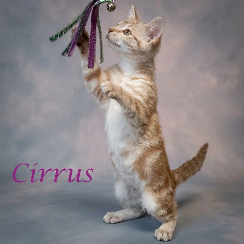 Cirrus C thumbnail 3