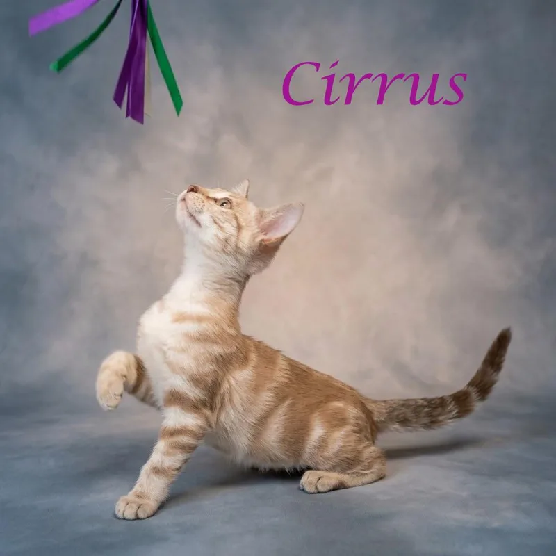 Cirrus C thumbnail 4