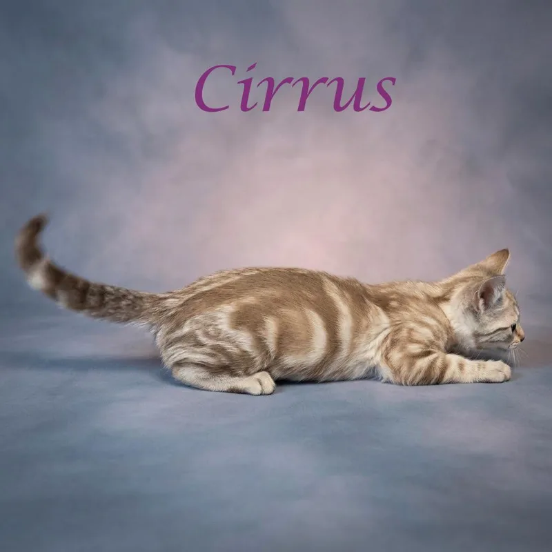 Cirrus C thumbnail 5
