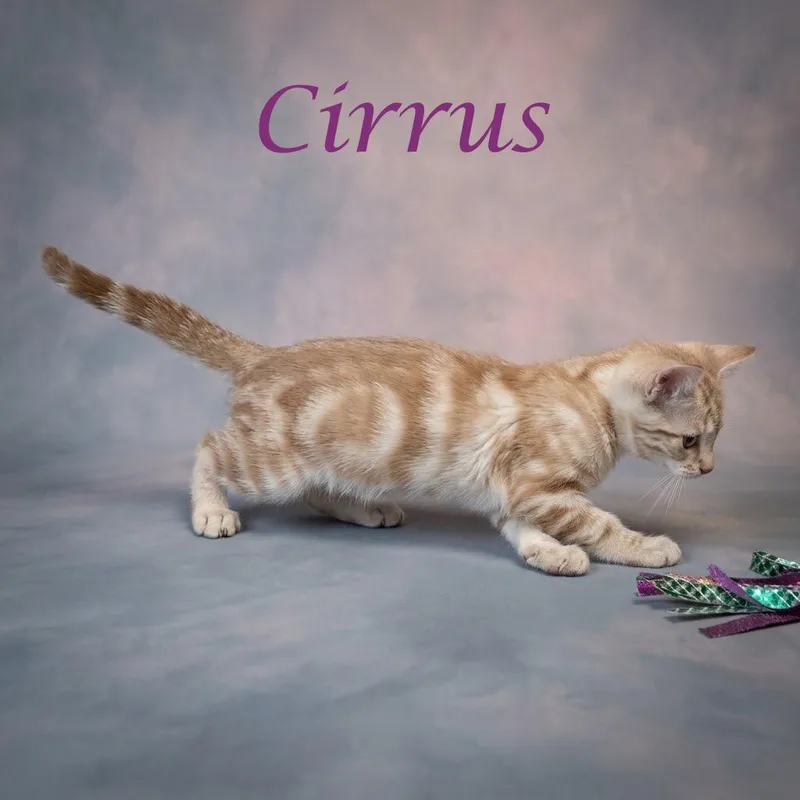 Cirrus C thumbnail 6
