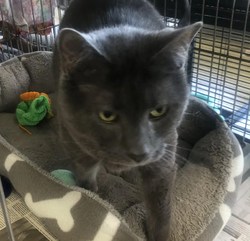 An adult medium-sized male Gray / Blue / Silver Domestic Short Hair cat named Smokey for adoption in Parma, OH
