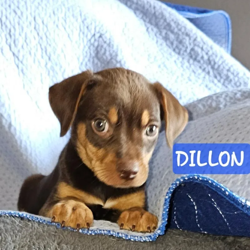 Dillon thumbnail 2