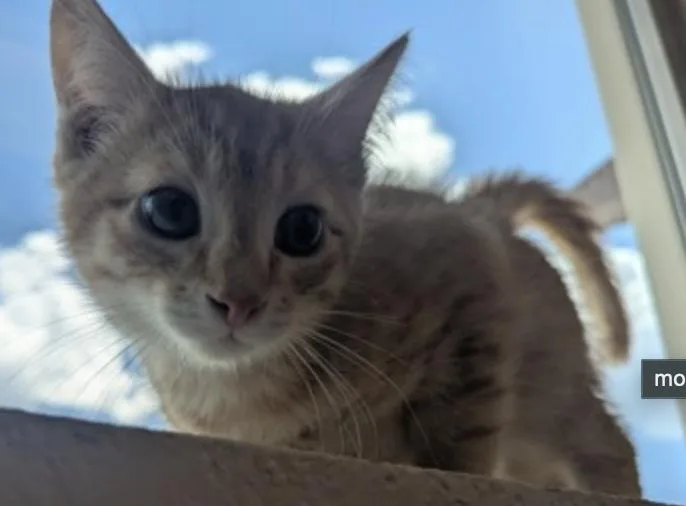 A young medium-sized male Orange / Red Domestic Short Hair cat named Todd for adoption in Buena Vista, CO