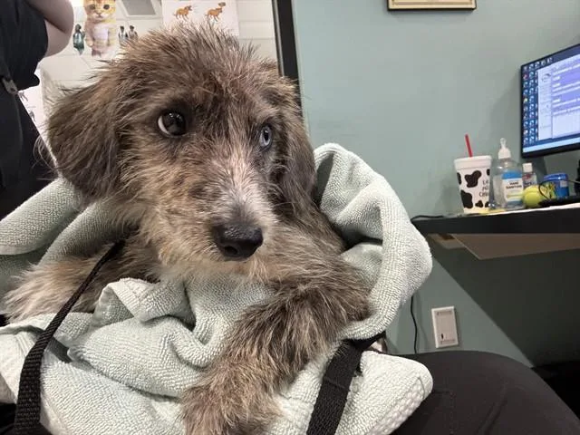 A baby medium-sized male German Wirehaired Pointer dog named Gravel for adoption in Garland, TX