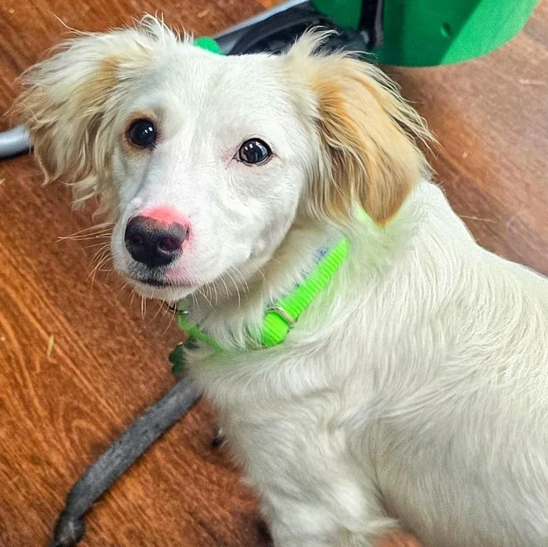 A baby small-sized male Australian Shepherd dog named Norman for adoption in Toledo, OH