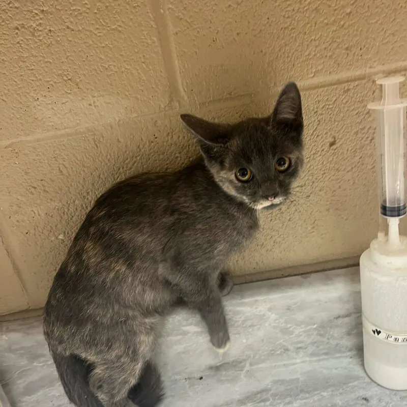 A baby small-sized female Tortoiseshell Domestic Short Hair cat named Queenie for adoption in Lewisburg, WV