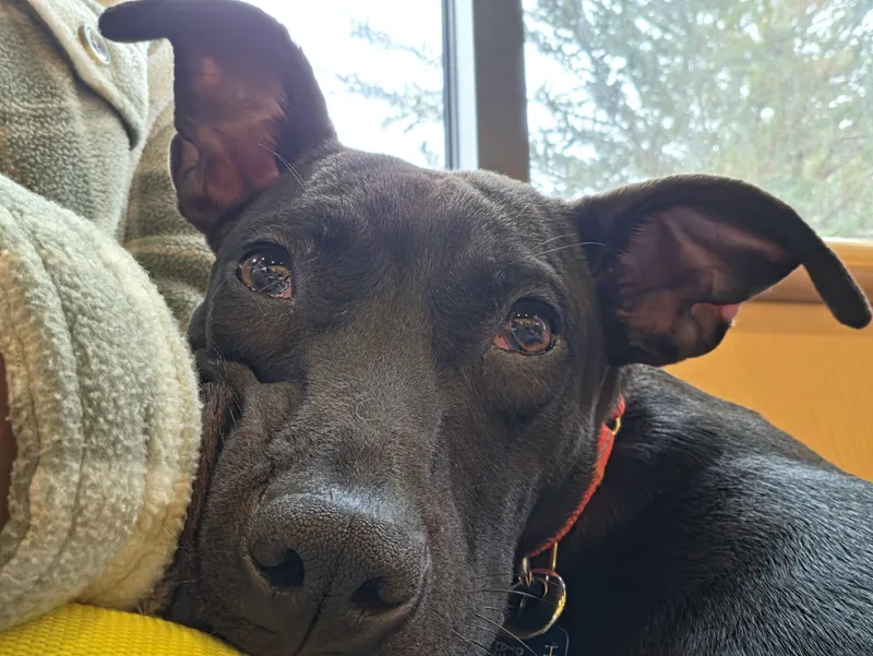 A young medium-sized female Pit Bull Terrier dog named Becca for adoption in Salinas, CA