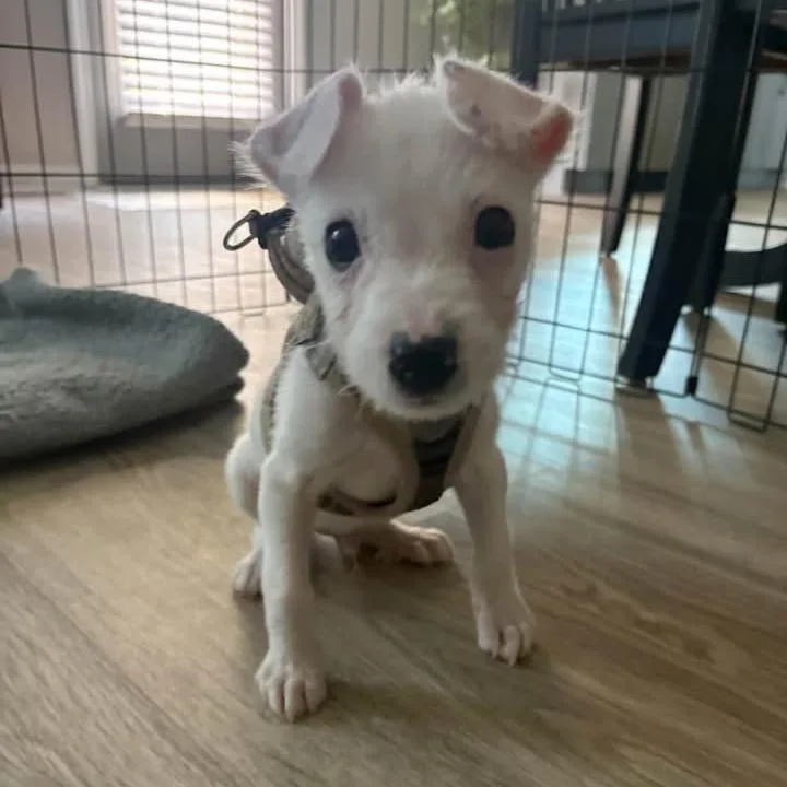 A baby small-sized male White / Cream Mixed Breed dog named Piglet for adoption in Opelika, AL