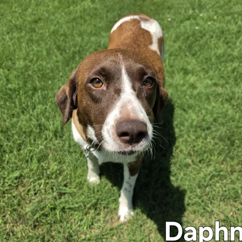 An adult medium-sized female Brown / Chocolate English Pointer dog named Daphne for adoption in Medfield, MA