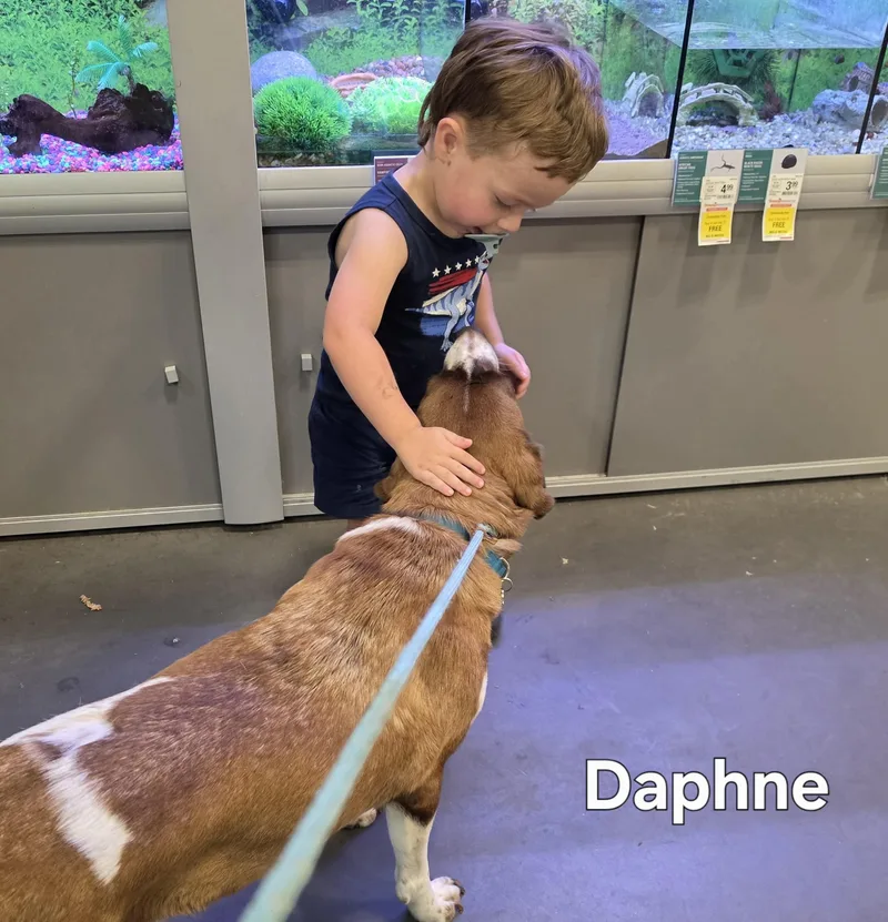 Daphne thumbnail 3