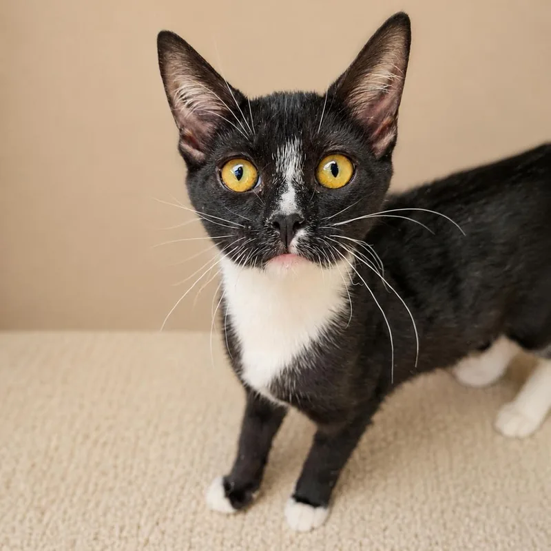 A baby small-sized female Black Domestic Short Hair cat named Sock for adoption in San Diego, CA