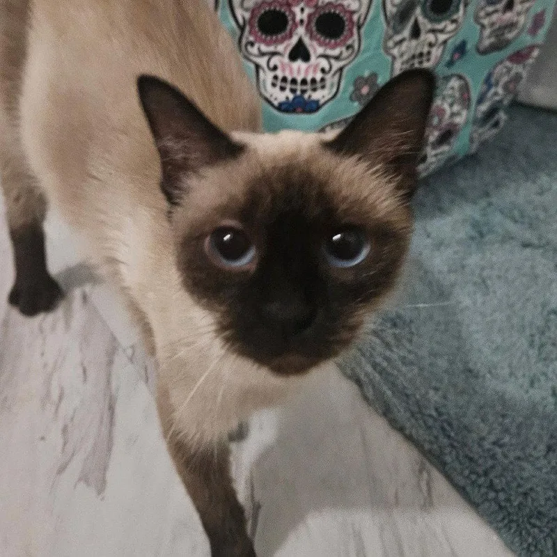 An adult medium-sized female Domestic Short Hair cat named Flare for adoption in New Castle, DE