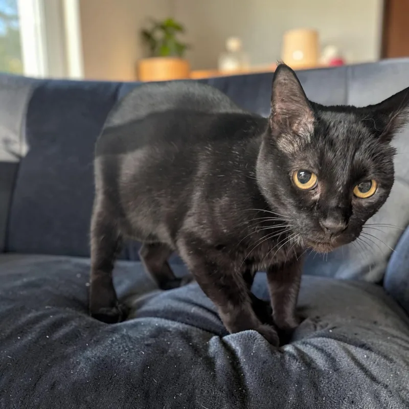 An adult medium-sized female Black & White / Tuxedo Domestic Short Hair cat named Gypsy for adoption in Chuckey, TN