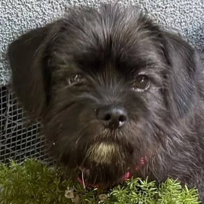 A baby small-sized female Mixed Breed dog named Daisy for adoption in Pleasanton, CA