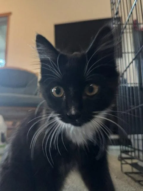 Lou