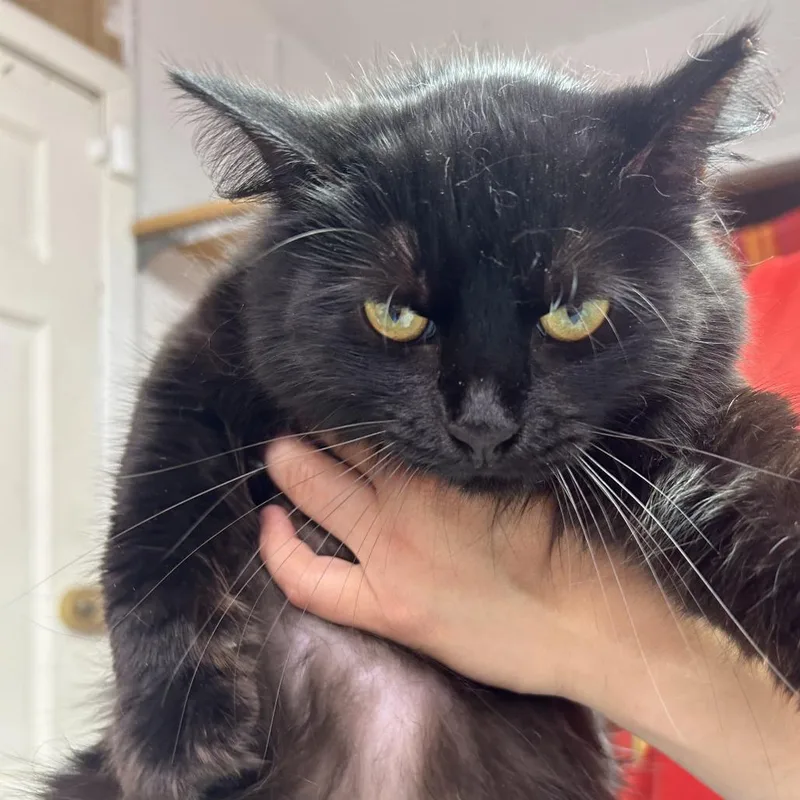 An adult medium-sized female Black Domestic Long Hair cat named Princess for adoption in Leander, TX