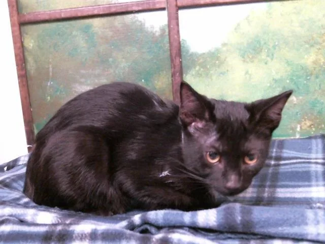 A baby small-sized male Domestic Short Hair cat named Whiskey for adoption in Houston, TX