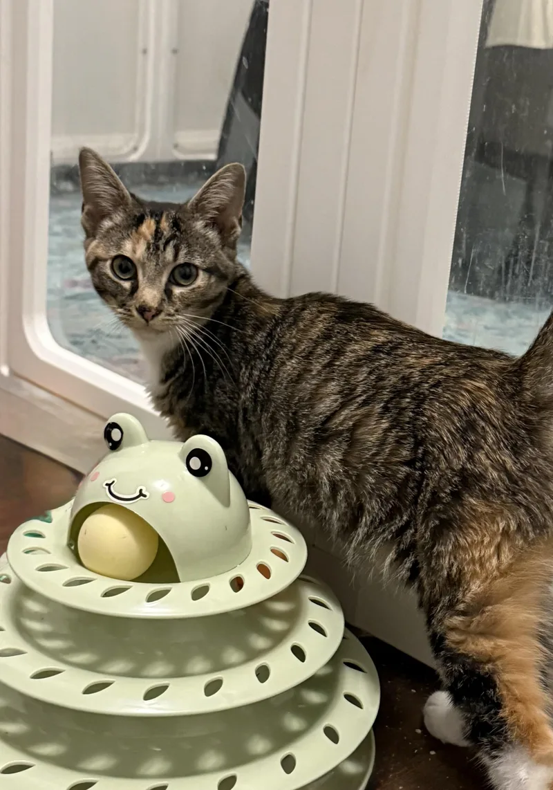A baby medium-sized female Tabby (Brown / Chocolate) Domestic Short Hair cat named Clove for adoption in Greensboro, NC