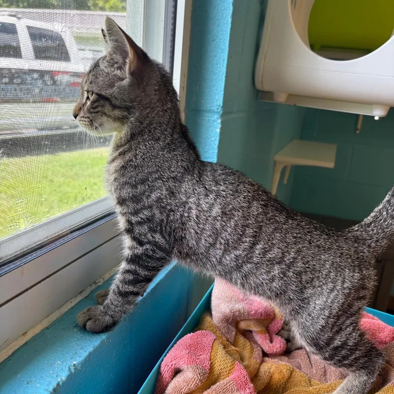 A baby small-sized male Gray / Blue / Silver Domestic Short Hair cat named Mercy for adoption in Roxboro, NC