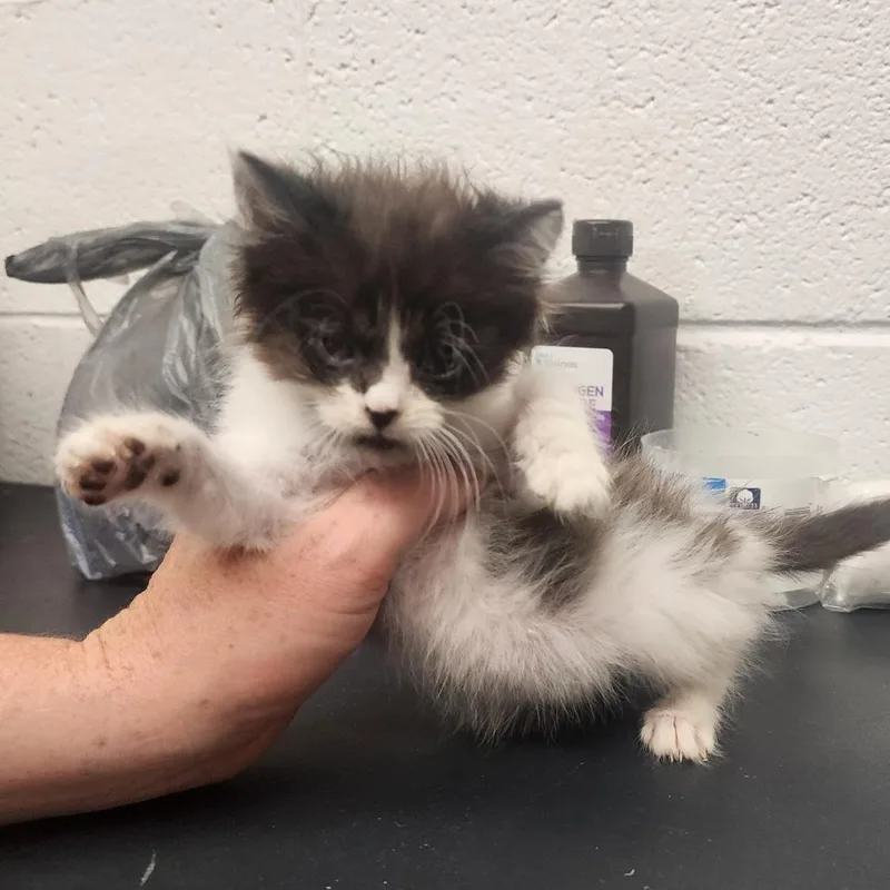 A baby small-sized female White Domestic Medium Hair cat named Penny for adoption in Evensville, TN