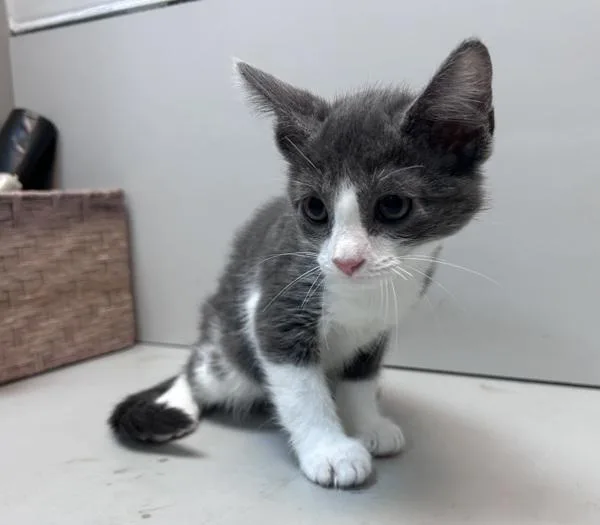 A baby small-sized female Domestic Short Hair cat named Watercolor for adoption in New York, NY