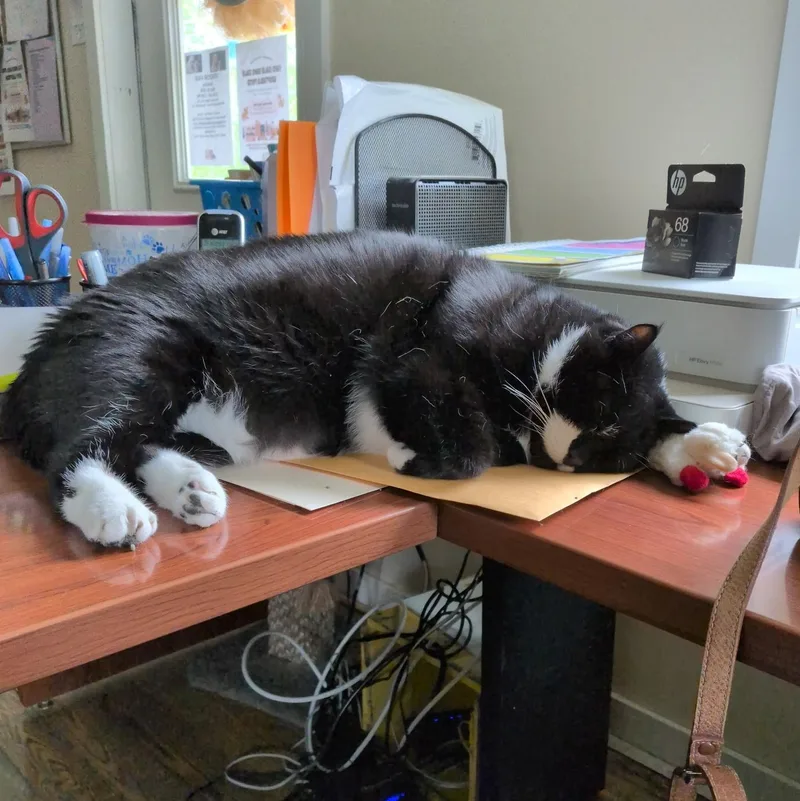 An adult extra large-sized male Black & White / Tuxedo Domestic Short Hair cat named Tux for adoption in Queenstown, MD