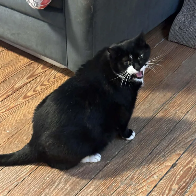 Tux thumbnail 3