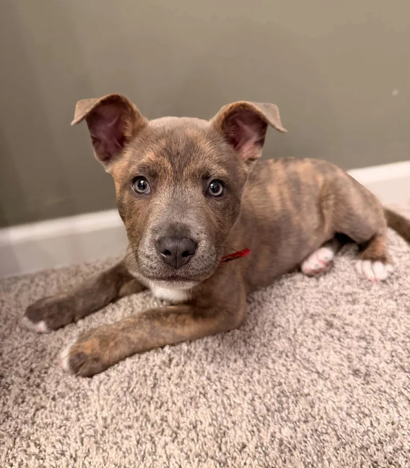 Mozzarella “mozzie”