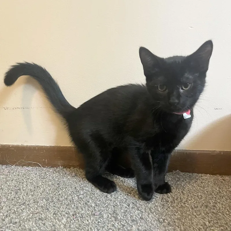 A baby small-sized female Black Domestic Short Hair cat named Fajita for adoption in Medina, OH