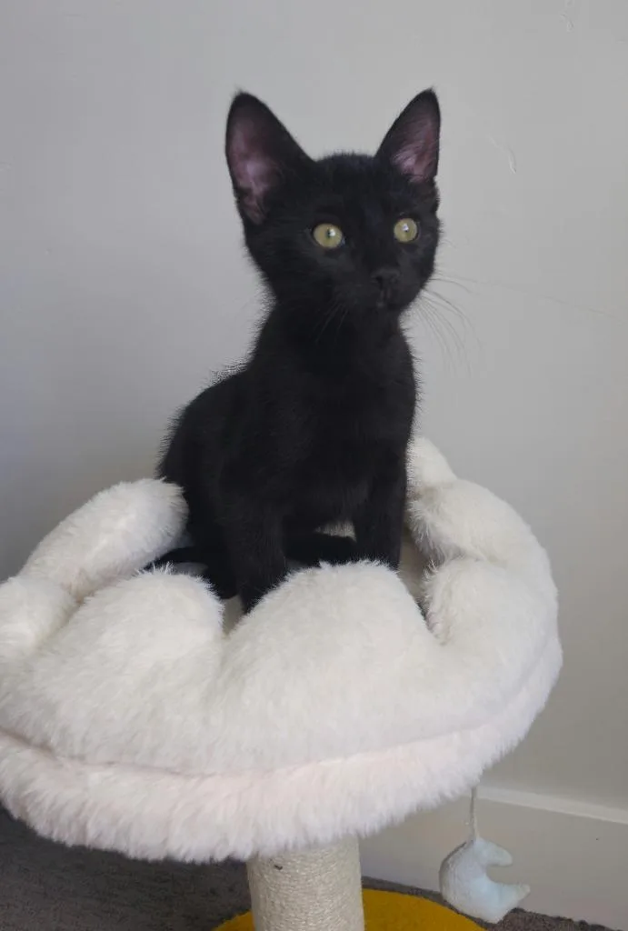 Panther