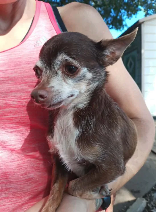 An adult small-sized female Chihuahua dog named Mouse In Tx for adoption in Cranston, RI