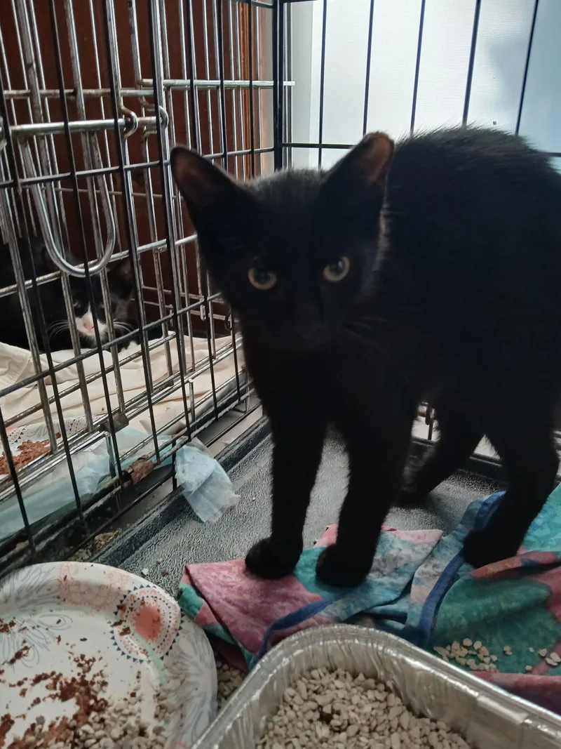 A baby medium-sized female Black Domestic Short Hair cat named Guava for adoption in Newfoundland, NJ
