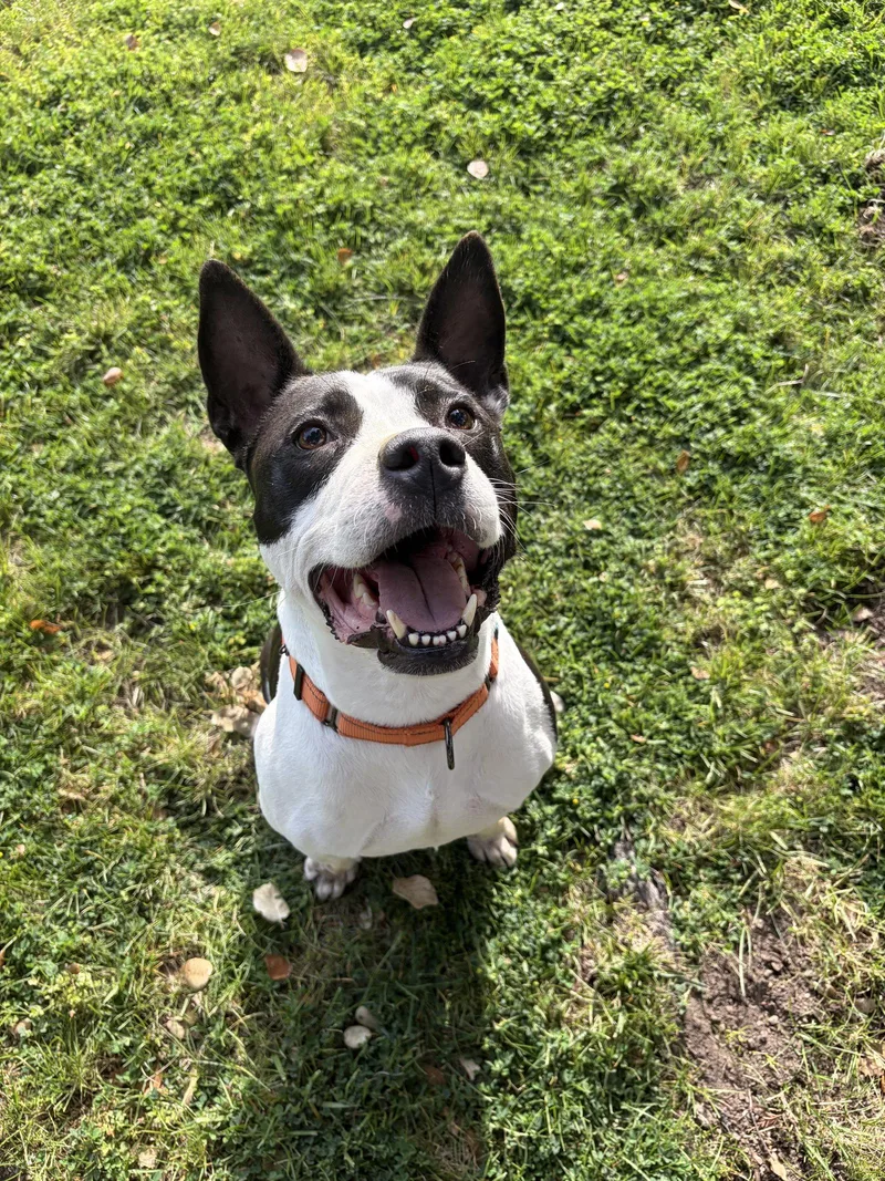An adult medium-sized female Bull Terrier dog named Kiwi for adoption in San Jose, CA