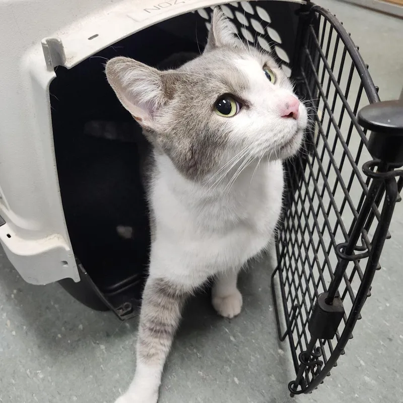 A senior extra large-sized male Domestic Short Hair cat named Mullet for adoption in Tampa, FL