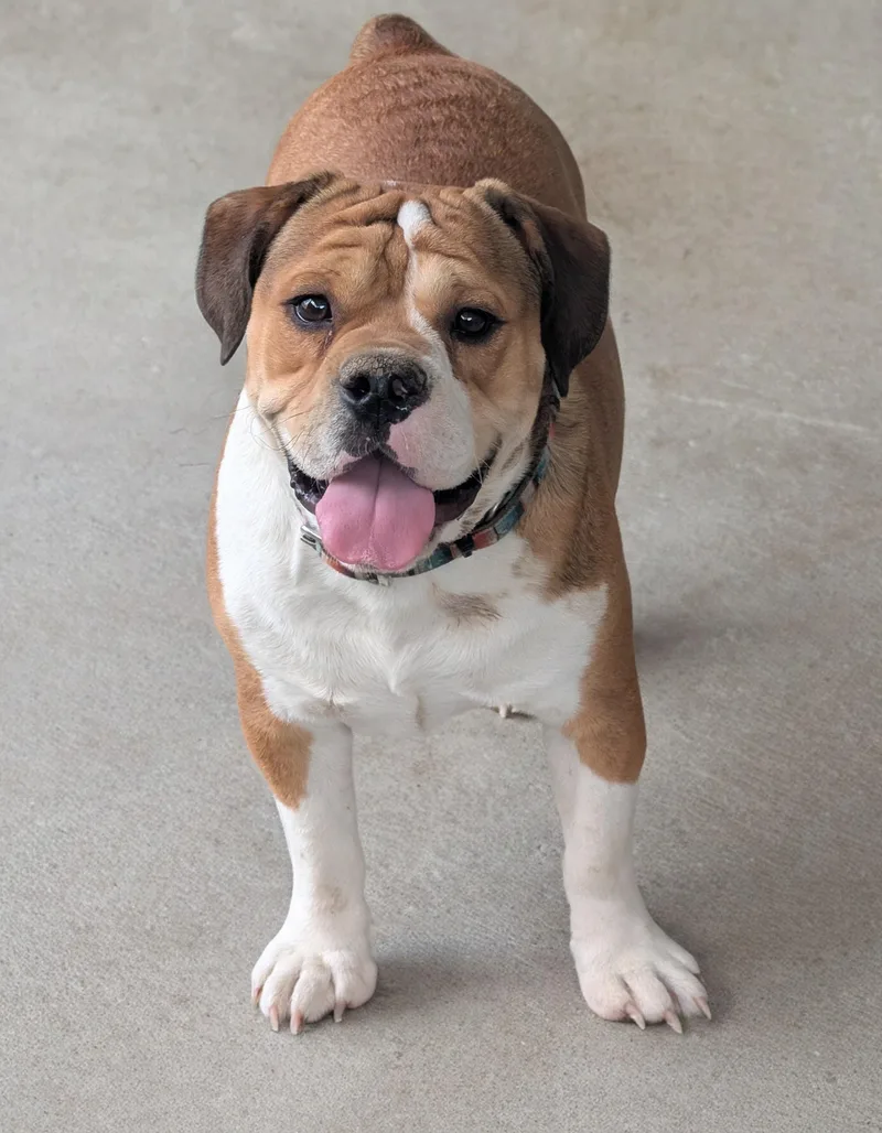 A young medium-sized male White / Cream English Bulldog dog named Porkchop for adoption in Baton Rouge, LA