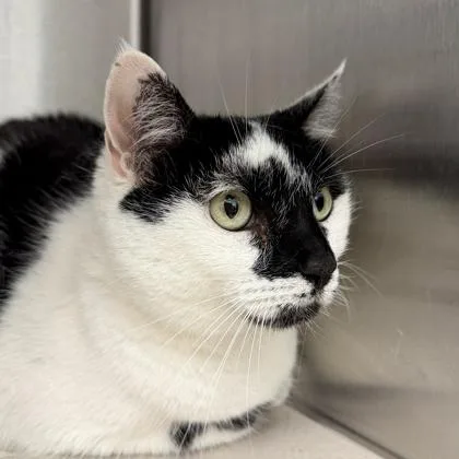 An adult small-sized female White Domestic Short Hair cat named Ayla for adoption in Atlanta, GA