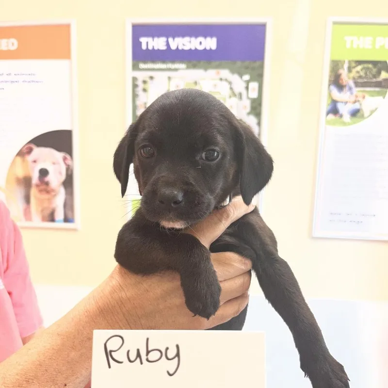 Ruby
