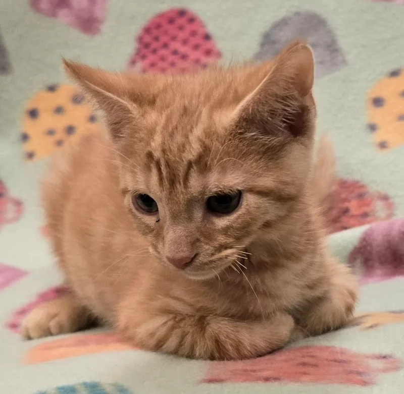 A baby small-sized male Domestic Short Hair cat named Sol for adoption in Murphysboro, IL