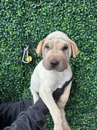 A baby medium-sized male Shar-Pei dog named 61779852 for adoption in El Paso, TX