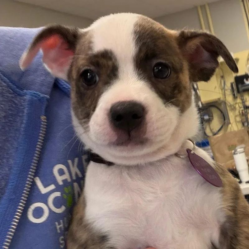 A baby medium-sized female White / Cream Mixed Breed dog named Jodie for adoption in Greensboro, GA