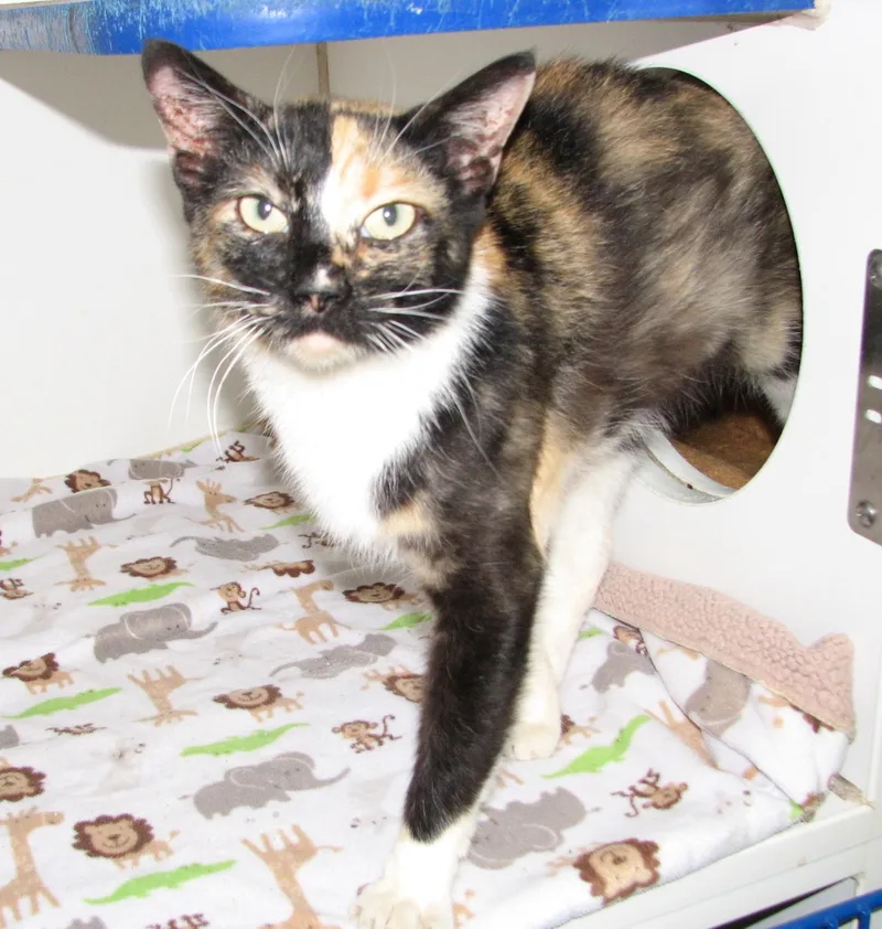An adult medium-sized female Calico cat named Bella for adoption in Lawrenceburg, KY