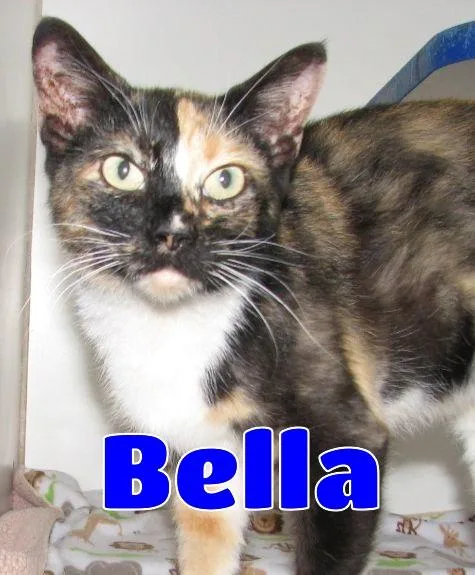 Bella thumbnail 6