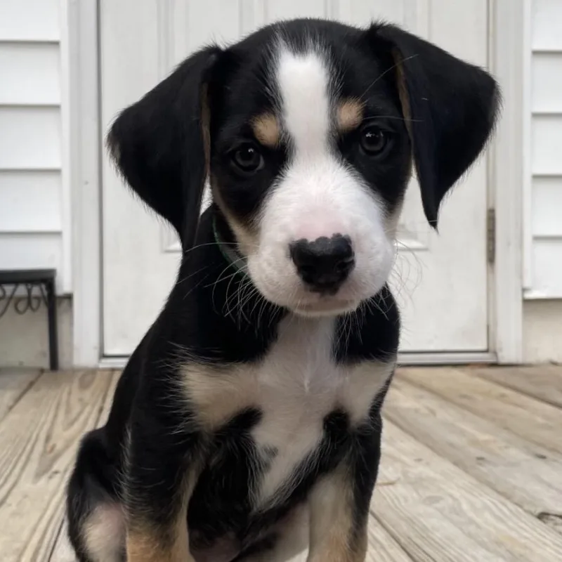 A baby medium-sized male Tricolor (Brown, Black, & White) Black Labrador Retriever dog named Titan for adoption in Richmond, VA