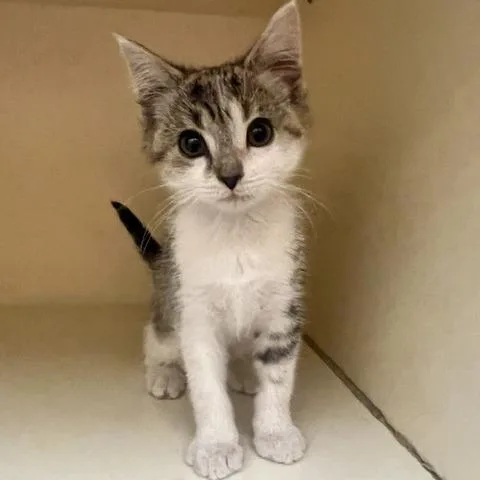 A baby small-sized female Gray / Blue / Silver Domestic Medium Hair cat named Tina The TRex for adoption in Dayton, OH
