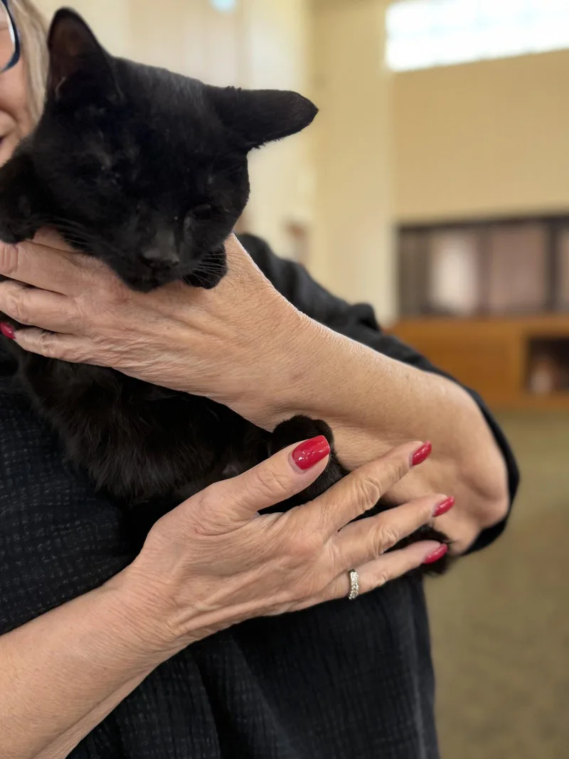 A baby medium-sized female Bombay cat named Shuri for adoption in Napa, CA