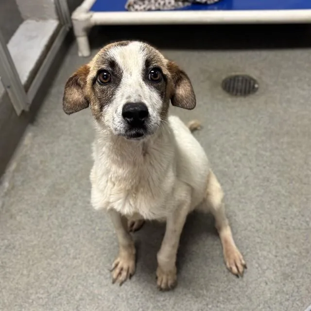 A baby medium-sized female Labrador Retriever dog named Maine for adoption in Huntsville, AL