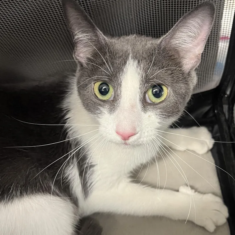 An adult medium-sized female Gray / Blue / Silver Domestic Short Hair cat named Daisy for adoption in Oak Park, IL